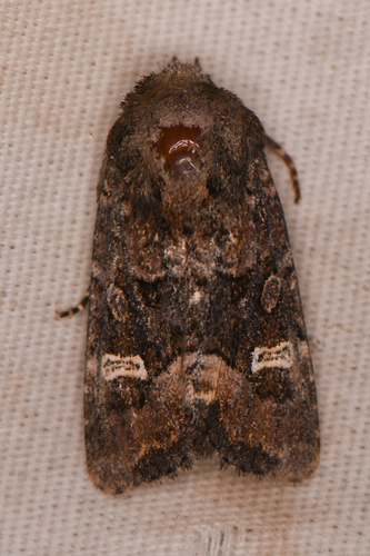 Lacinipolia circumcincta