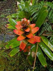 Guzmania gloriosa