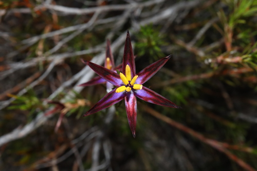 Calectasia valida (Calectasia valida)