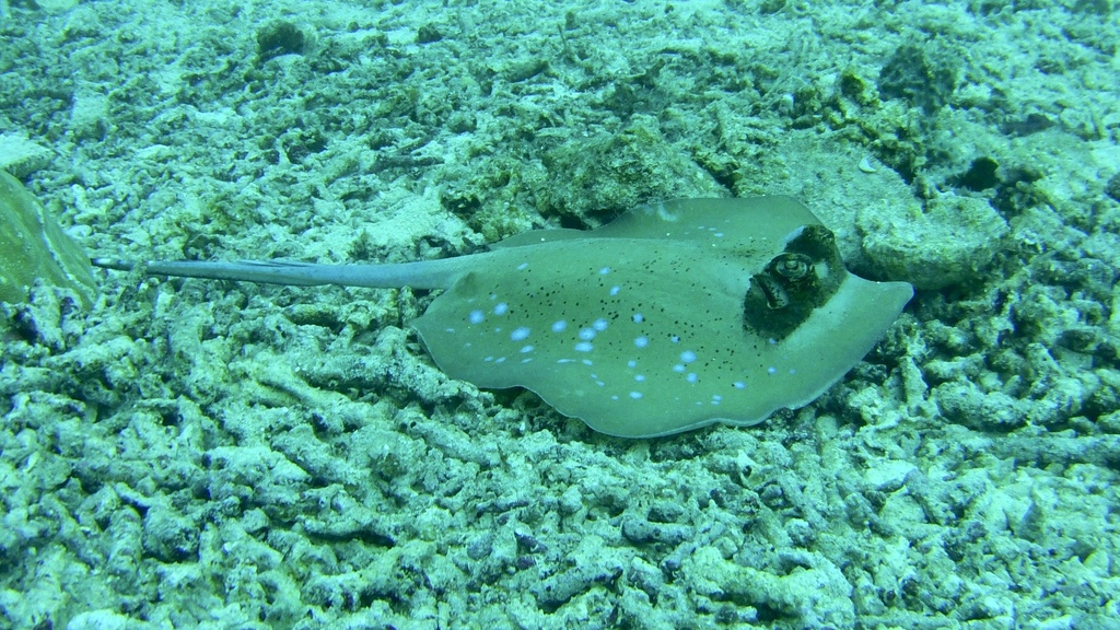 Masked Ray Maskrays from Raja Ampat, ID-IB, ID on August 12, 2024 at 09:00 AM by ...