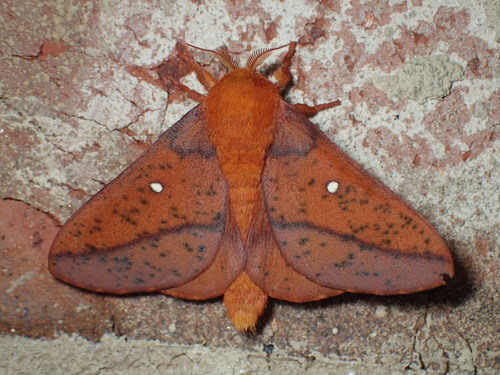 Spiny Oakworm Moth photo 3