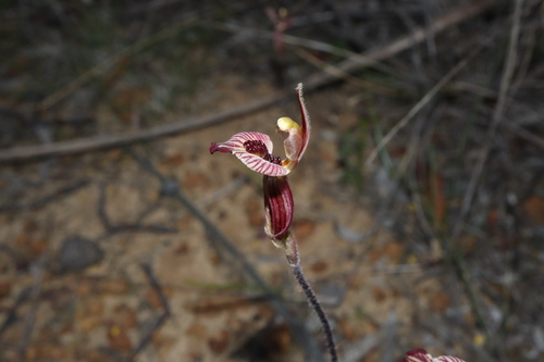 Image of Caladenia cairnsiana by (c) Thomas Mesaglio, some rights reserved (CC BY)