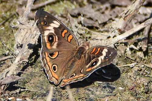 Common Buckeye