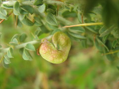 Indigofera circinnata image