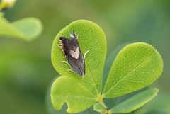 Grapholita tristrigana