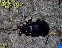 Nicrophorus nigrita