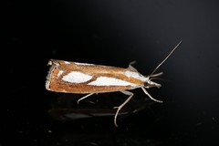 Catoptria