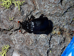 Nicrophorus nigrita