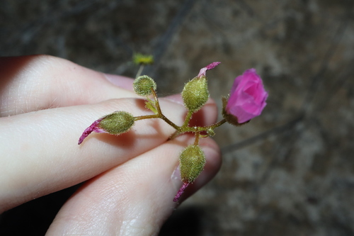 Image of Drosera neesii by (c) Thomas Mesaglio, some rights reserved (CC BY)