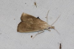 Calamotropha paludella