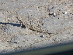 Trapelus sanguinolentus