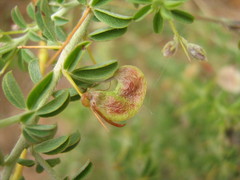 Indigofera circinnata image