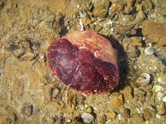 Nectocarcinus integrifrons