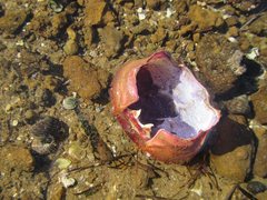 Nectocarcinus integrifrons