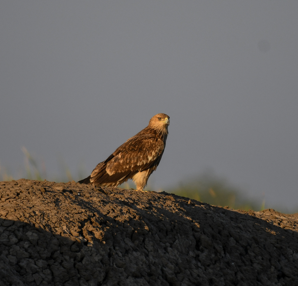 Imperial Eagle