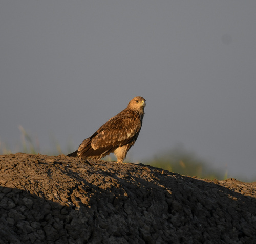 Imperial Eagle