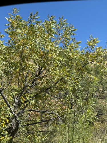 Image of Juglans major by (c) CK2AZ, some rights reserved (CC BY)