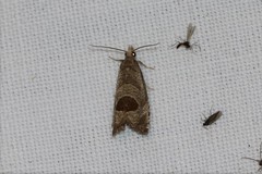 Notocelia uddmanniana