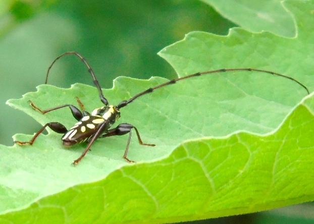Ornithia zapotensis