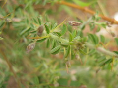 Indigofera circinnata image