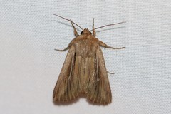 Leucania comma