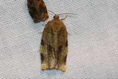 Choristoneura hebenstreitella