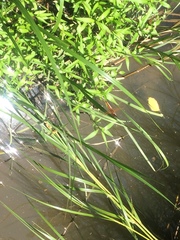 Libellula needhami