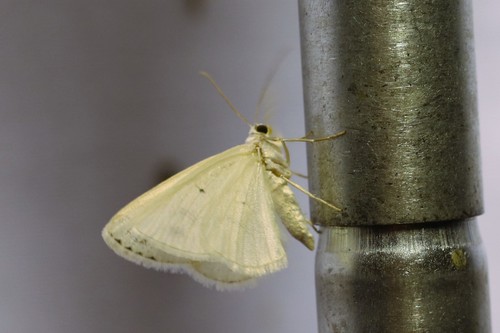 Clouded Silver, 6874 Wolfheze, Nederland, photo 8 of 10