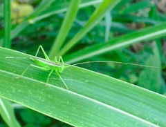Neobarrettia sinaloae
