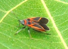 Ochrostomus uhleri