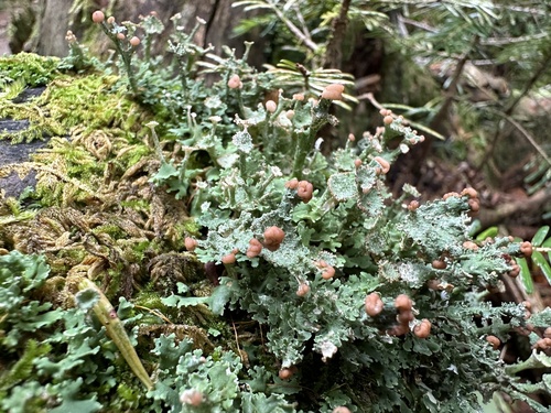 Cladonia gracilis