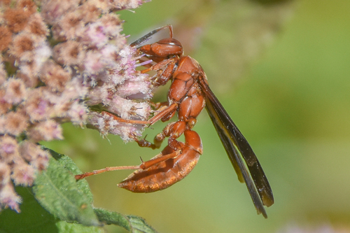 Red paper wasp
