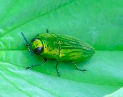 Agaeocera scintillans