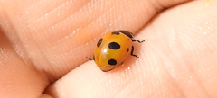 Coccinella magnifica