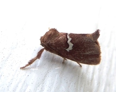 Monoleuca semifascia