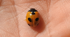 Coccinella magnifica