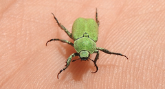 Hoplia parvula