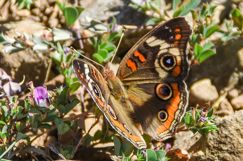 Common Buckeye