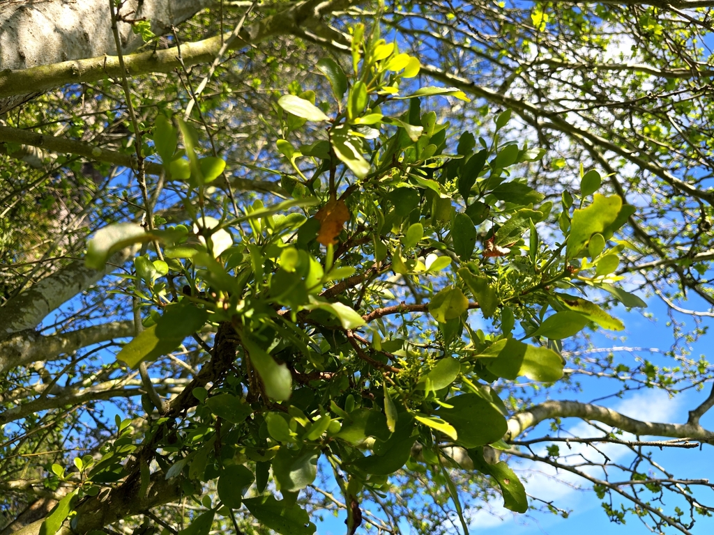 Green mistletoe