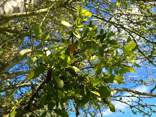 Ileostylus micranthus (Hook.fil.) Tiegh.