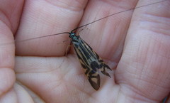 Macrostemum zebratum