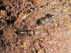 Rhytidoponera tasmaniensis