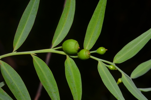 Olax pendula observed 2024-09-11