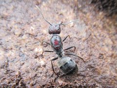 Camponotus suffusus
