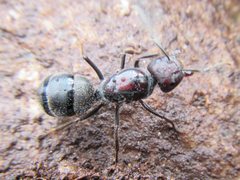 Camponotus suffusus