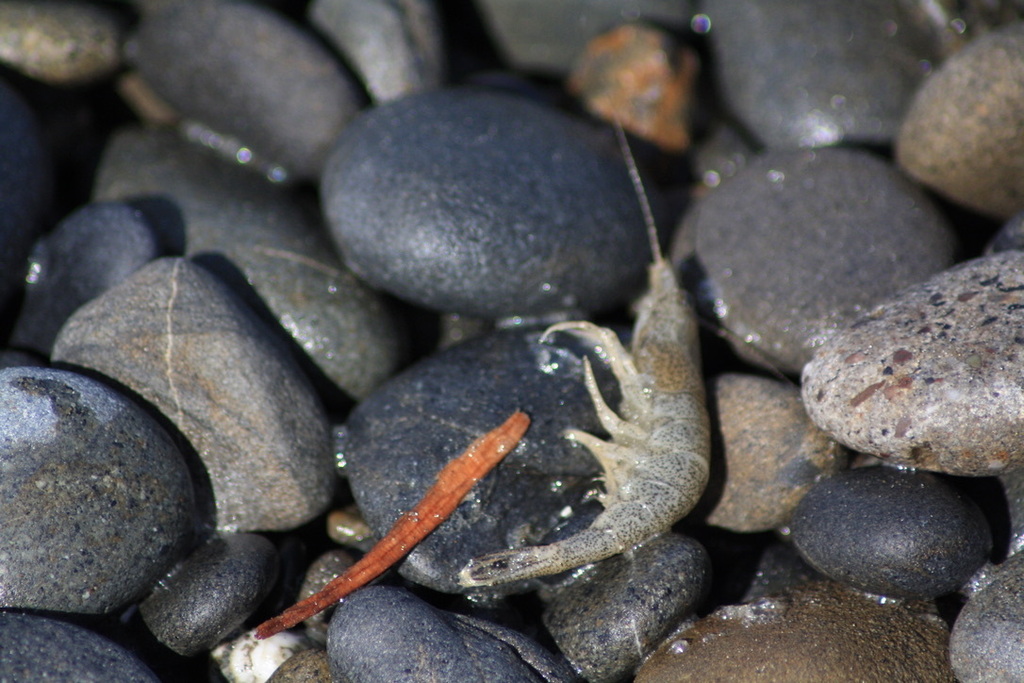 smooth bay shrimp