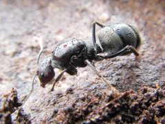 Camponotus suffusus
