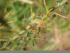 Indigofera circinnata image