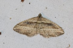 Costaconvexa polygrammata