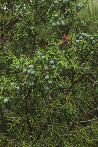 Image of Juniperus saltillensis by (c) Ricardo Jaimes-López, some rights reserved (CC BY)